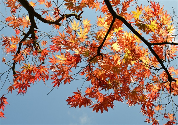 15 Fall Activities for Your Family